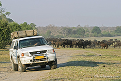 Gamedrive im Chobe Nationalpark