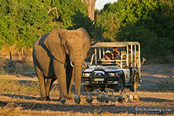 Elefantenbulle mit Touristen, Chobe NP