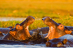 Kämpfende Flusspferde im Chobe River