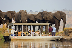 Touristenboot vor einer Elefantenherde