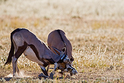 kämpfende Oryxantilopen