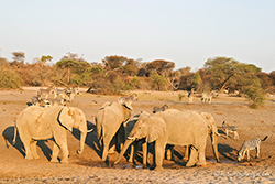 Elefanten im fast ausgetrockneten Boteti