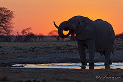 Elefant im Sonnenuntergang, Nxai Pan