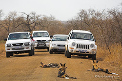 Wildhunde im Kruger Park