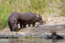 Hippos am Hippopool
