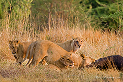 Löwen am Büffelriss