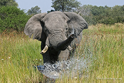 Elefant am Khwai River