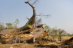 Der große Baobab ist tot(2008)