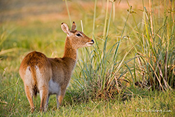 Letschwe Antilope, Moremi NP