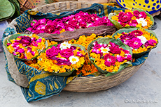 Blumenopfer für den Ganges