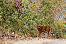 Unser 1. Tiger, Jim Corbett Nationalpark