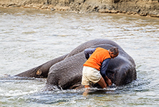 Ein Mahut wäscht seinen Elefanten, Jim Corbett Nationalpark