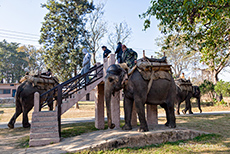 So funktioniert das Be- und Entladen der Elefanten, Jim Corbett Nationalpark