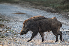 Wildschwein im Jim Corbett Nationalpark