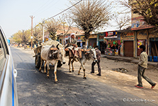Ochsenkarren auf den Straßen Indiens