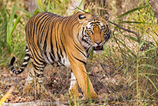 Bengal Tiger, Bandhavgarh Nationalpark