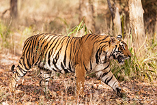 Bengal Tiger auf dem Weg zum Wasserloch, Bandhavgarh Nationalpark