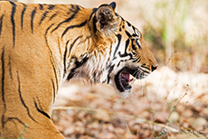 der Bengal Tiger geht nah an uns vorbei, Bandhavgarh Nationalpark