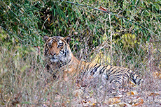 Kurze Pause nach dem Trinken, Bengal Tiger, Bandhavgarh Nationalpark