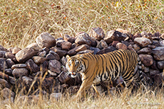 Bengal Tiger an der Parkgrenze, Bandhavgarh Nationalpark