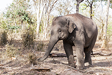 Arbeitselefant im Bandhavgarh Nationalpark