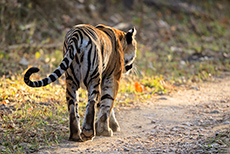 Unser 1. Tiger im Kanha Nationalpark