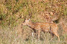Axishirsch, Kanha Nationalpark