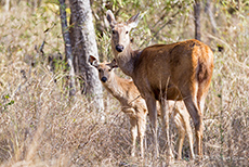 Sambar Hirschkuh mit Kalb, Kanha Nationalpark