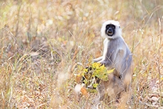 drohender Hanuman-Langur, Kanha Nationalpark
