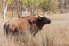 Gaur - Indischer Bison, Kanha Nationalpark