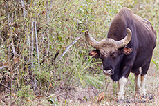 alter Gaurbulle - Indischer Bison, Kanha Nationalpark