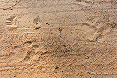 Frische Tigerspur im Kanha Nationalpark