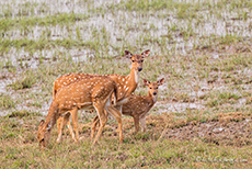 Axishirsche, Kanha Nationalpark