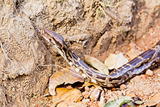Tigerpython (Python molurus), Kanha Nationalpark