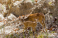 Axishirschkuh mit Kalb, Kanha Nationalpark