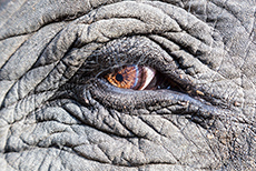 Elefantenauge, Kanha Nationalpark