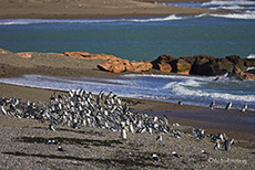 Pinguinkolonie in Punta Tombo