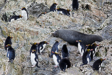 Macaroni Pinguine und eine Robbe auf Elsehul