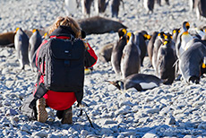 Andrea und die Pinguine
