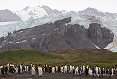 Pinguine vor dem hngenden Gletscher