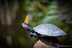 Wasserschildkröte mit Schmetterling