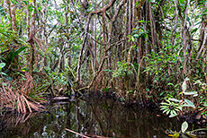 Falsche Mangroven am Orchideen Creek
