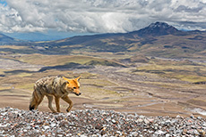 Andenfuchs am Cotopaxi