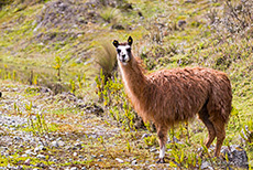 Lama im El Cajas Nationalpark, Ecuador