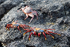 Rote Klippenkrabbe (Grapsus grapsus), Red rock crab, Insel Santa Cruz, Galapagos Inseln