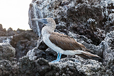 Blaufußtölpel (Sula nebouxii), Blue-footed booby, Insel Santa Cruz, Galapagos Inseln