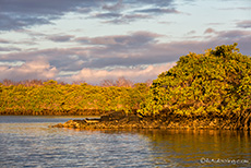 Letztes Licht in den Mangroven