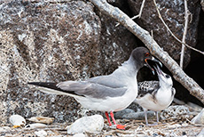 Gabelschwanzmöwe (Creagrus furcatus), Swallow-tailed gull, beim Füttern, Darwin Bay, Insel Genovesa, Galapagos Inseln