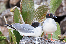 Gabelschwanzmöwen (Creagrus furcatus), Swallow-tailed gull, Darwin Bay, Insel Genovesa, Galapagos Inseln