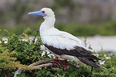 Rotfußtölpel (Sula sula), Red-footed booby, Darwin Bay, Insel Genovesa, Galapagos Inseln